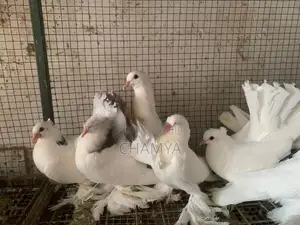 Pigeon