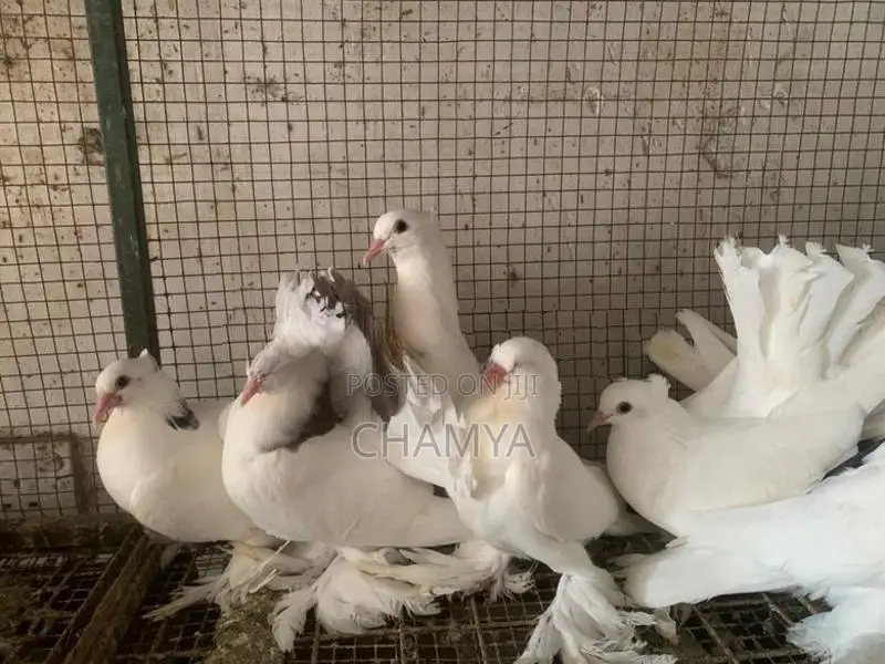 Pigeon