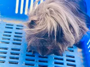 Peruvian Long Hair