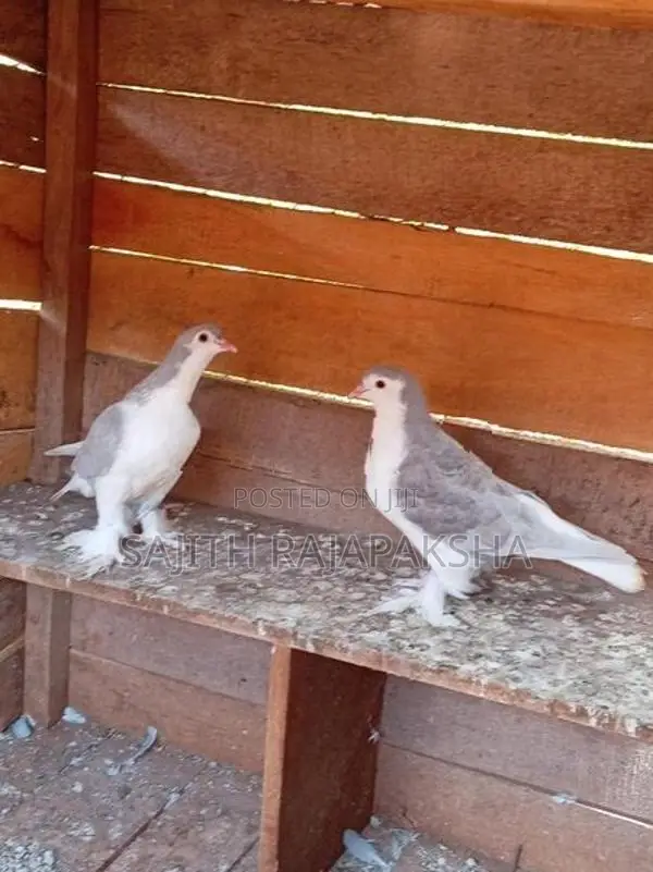 Pigeons