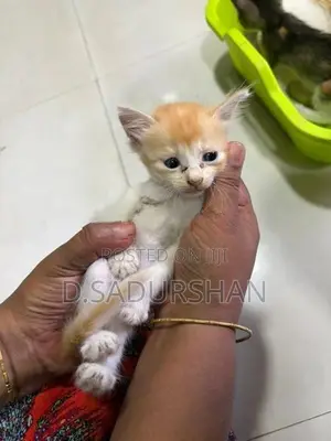 Kittens