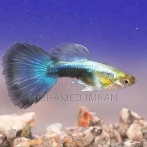 Kandy Guppy