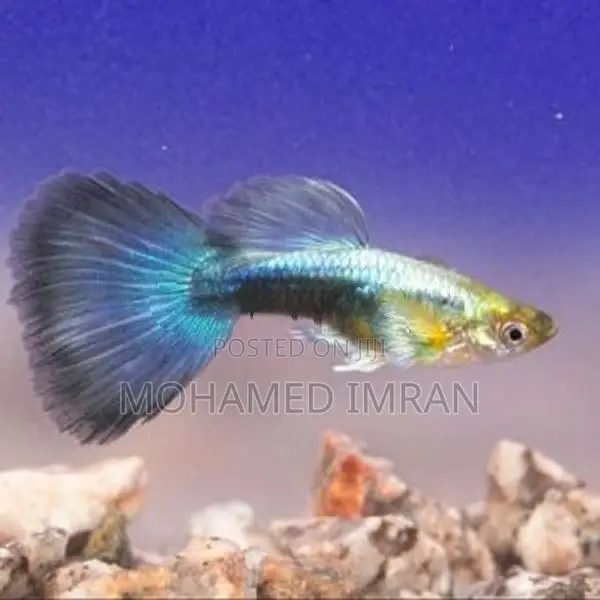 Kandy Guppy