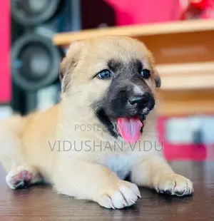 German shepherd cross puppy