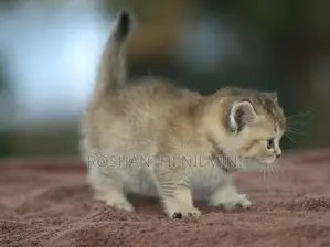 British short hair kittens