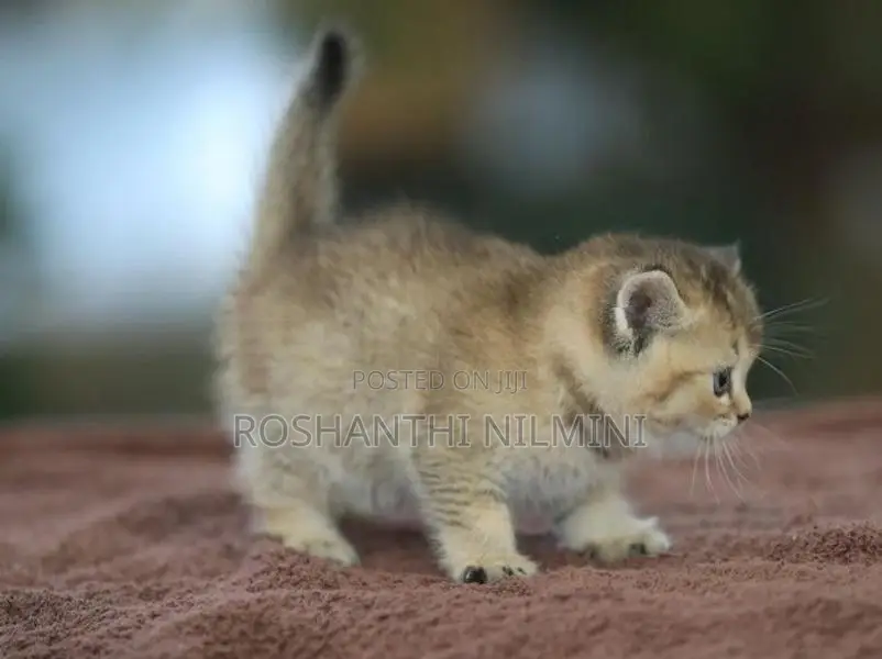 British short hair kittens