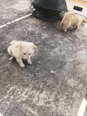 Labrador Puppies