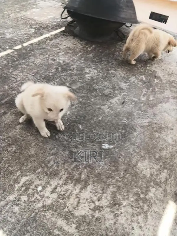 Labrador Puppies