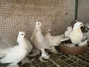 Pigeon