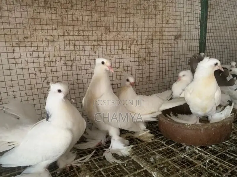 Pigeon