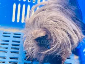 Peruvian Long Hair