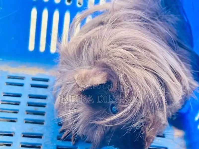 Peruvian Long Hair