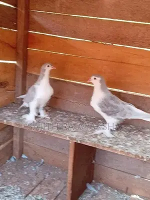 Pigeons