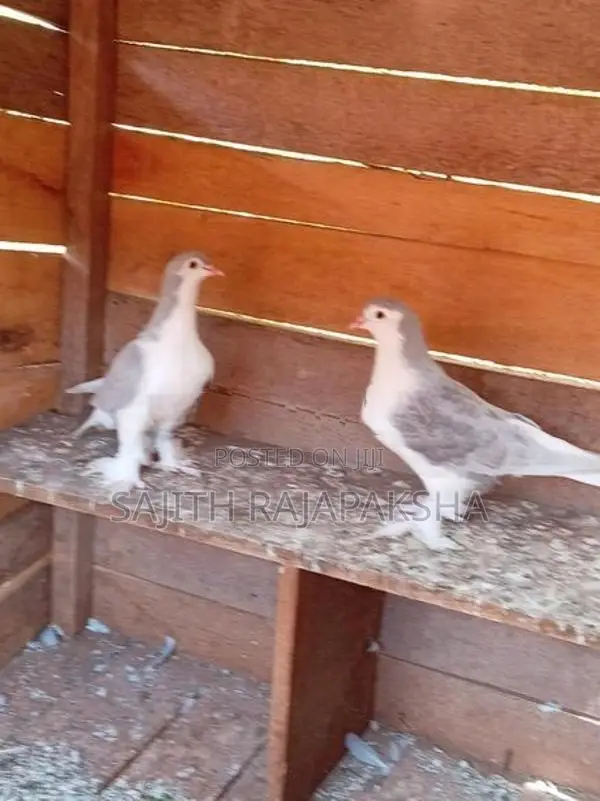 Pigeons