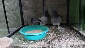 pigeon