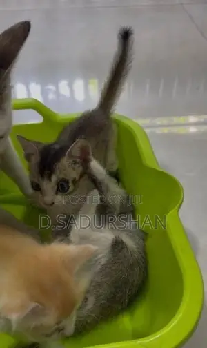 Kittens