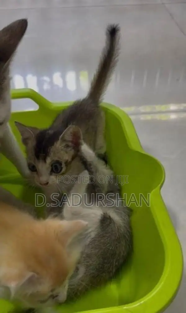 Kittens