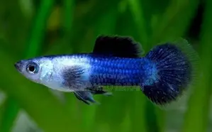 Kandy Guppy