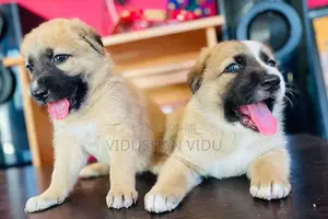 German shepherd cross puppy