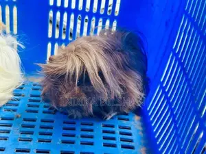 Peruvian Long Hair