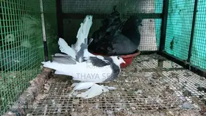 pigeon
