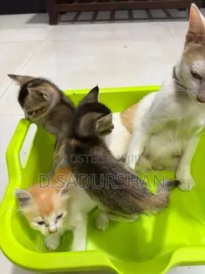Kittens