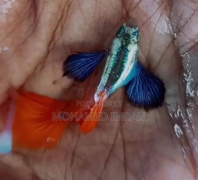 Kandy Guppy