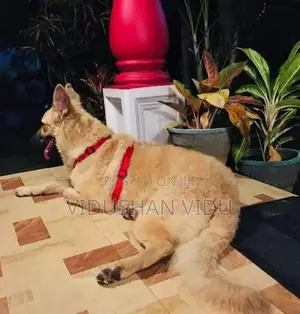 German shepherd cross puppy