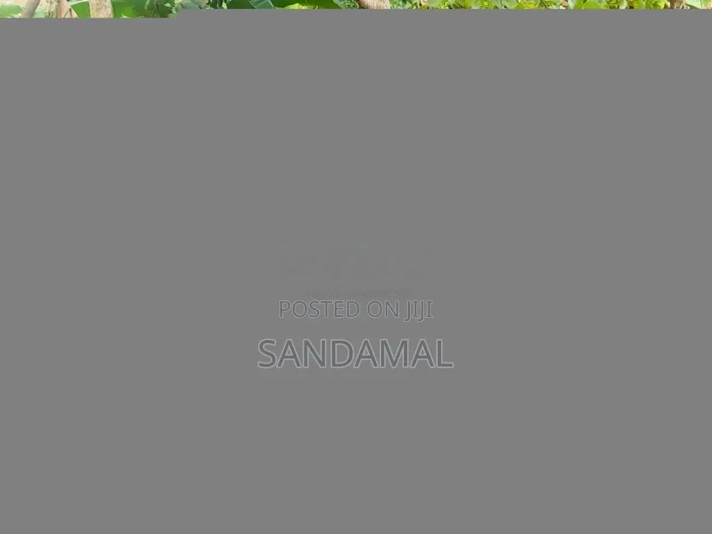 Nissan FB12 1987 Car (Used)