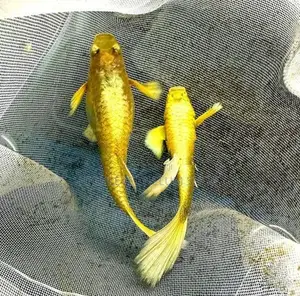 24K Full Gold Guppy