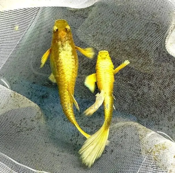 24K Full Gold Guppy