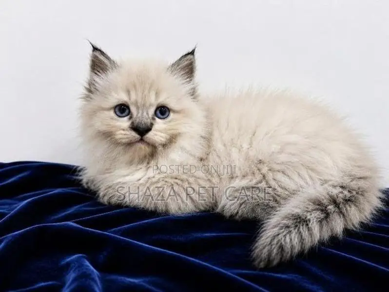 Pure Persian Cat