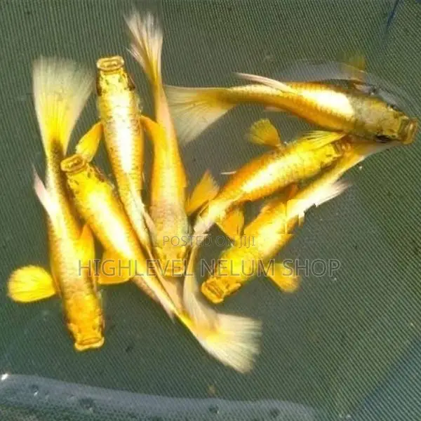 24K Full Gold Guppy