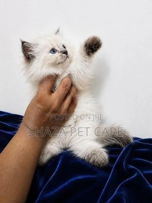 Pure Persian Cat