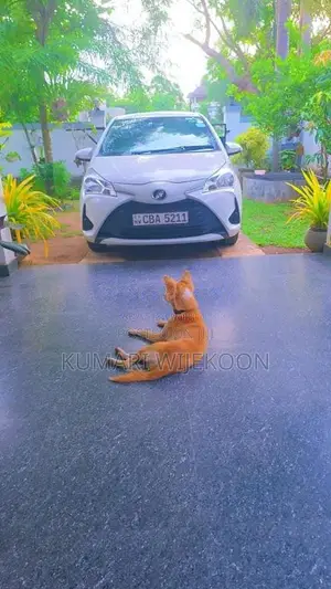 Toyota Vitz 2017 Car (Used)