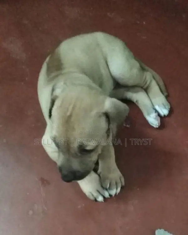 Rhodesian Ridgeback Puppies
