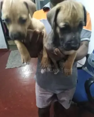 Rhodesian Ridgeback Puppies
