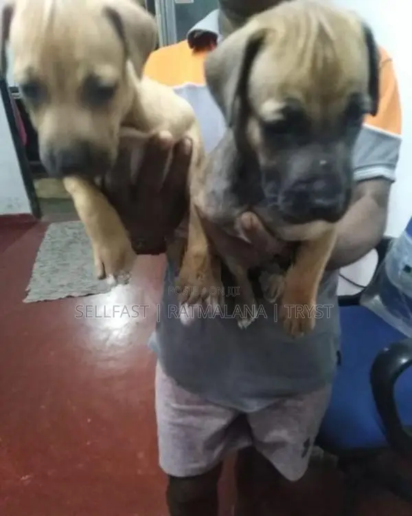 Rhodesian Ridgeback Puppies