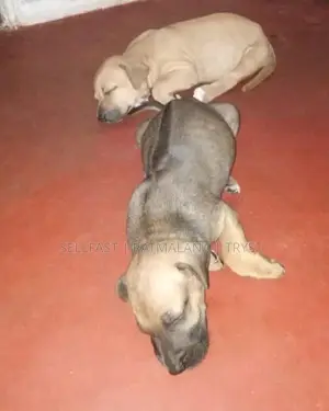 Rhodesian Ridgeback Puppies