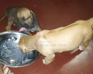 Rhodesian Ridgeback Puppies