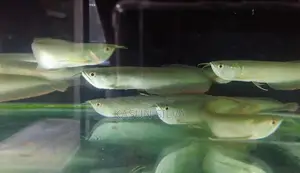 Phantom Red Tail Catfish