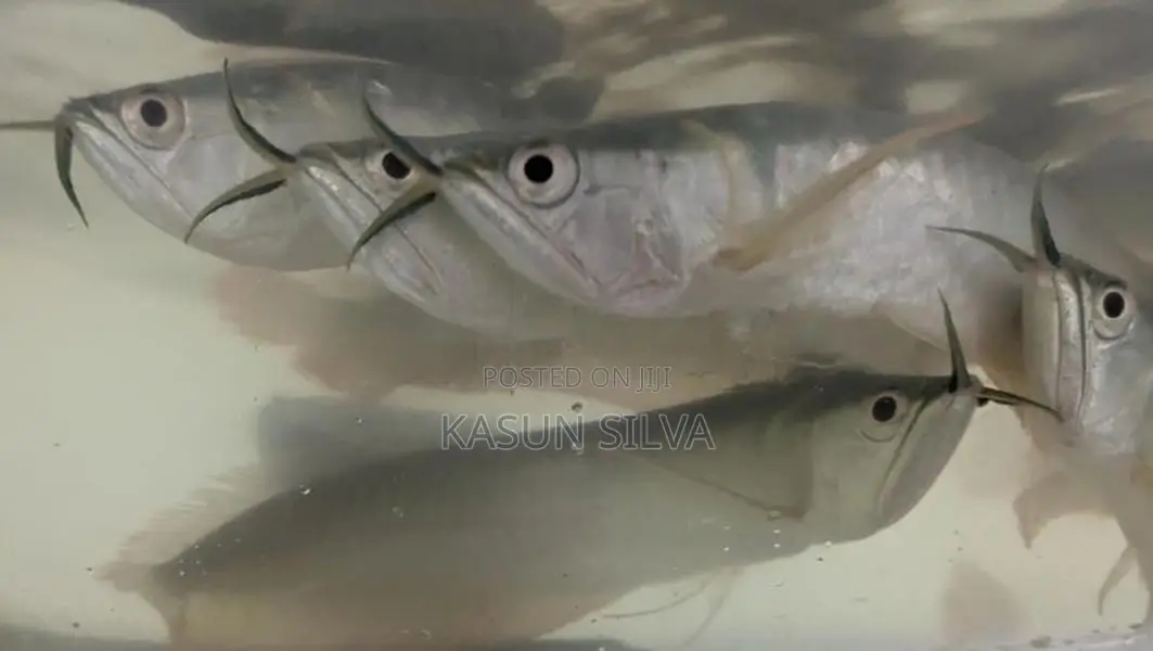 Phantom Red Tail Catfish