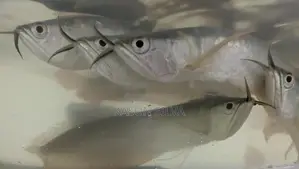 Phantom Red Tail Catfish