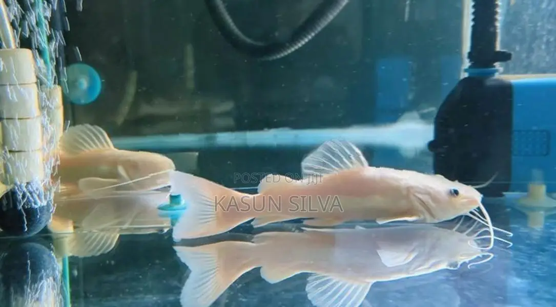 Phantom Red Tail Catfish