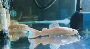 Phantom Red Tail Catfish