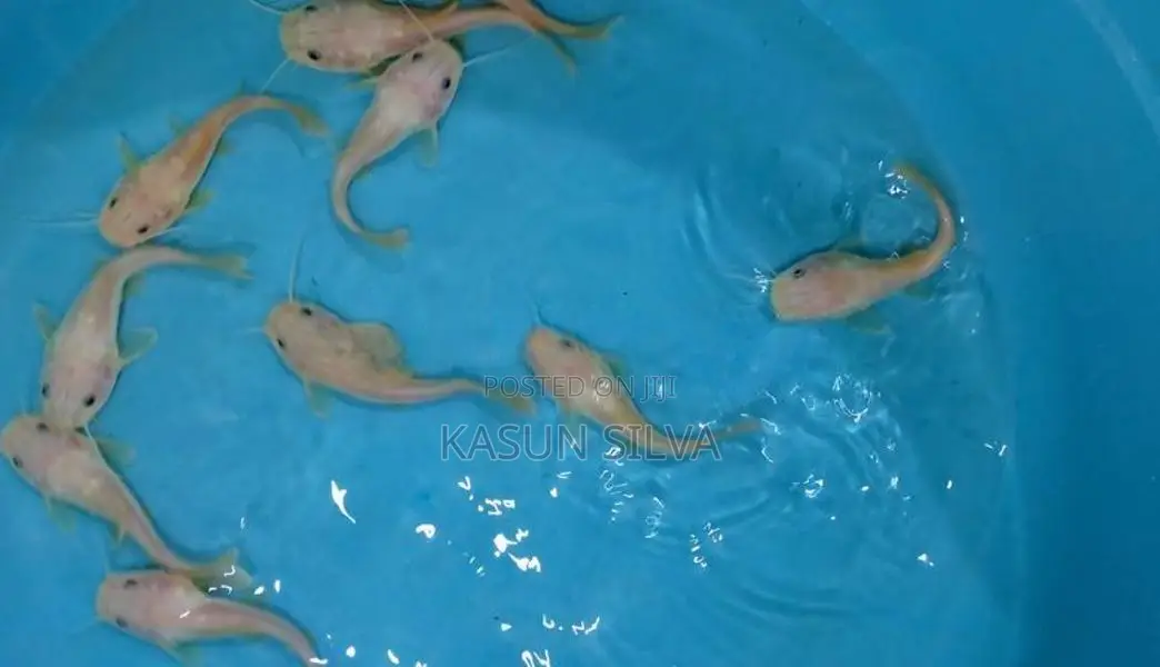 Phantom Red Tail Catfish
