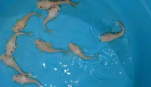 Phantom Red Tail Catfish