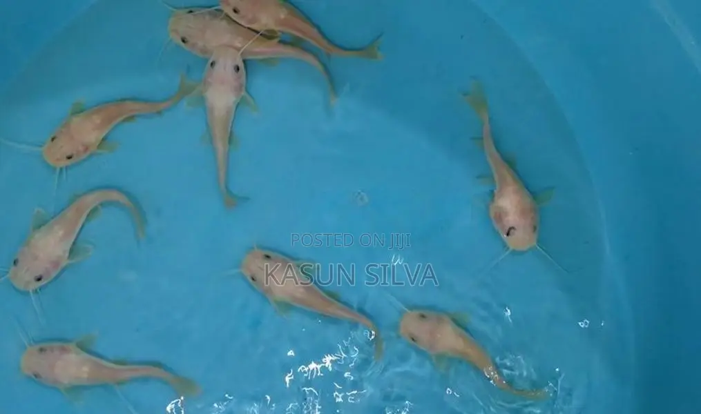 Phantom Red Tail Catfish