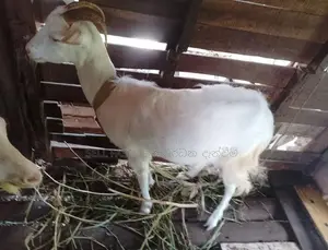 Saanen Goat