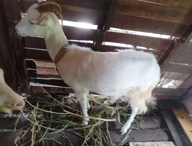 Saanen Goat
